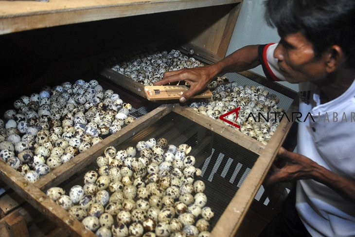 Produksi telur burung puyuh