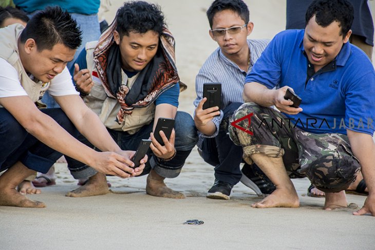 Wisata edukasi penangkaran konservasi Penyu