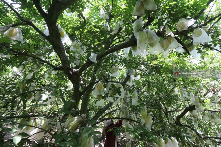 Wisata Petik Belimbing