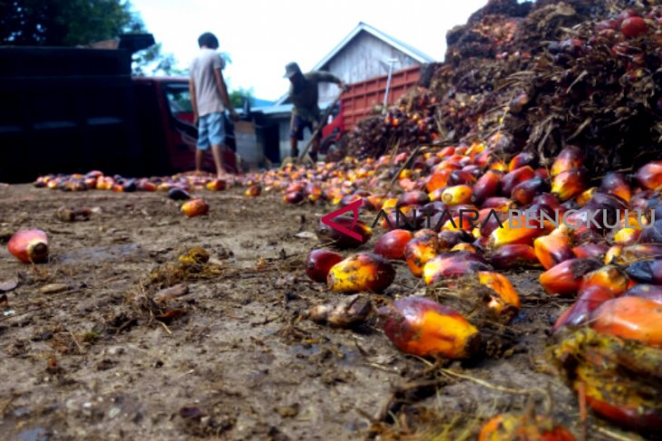 Selama Maret, harga sawit di Mukomuko dua kali alami penurunan