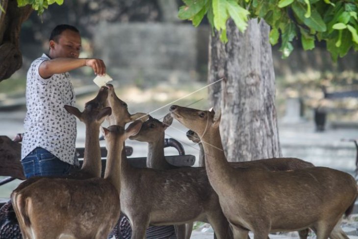 Rusa Taman Balekambang