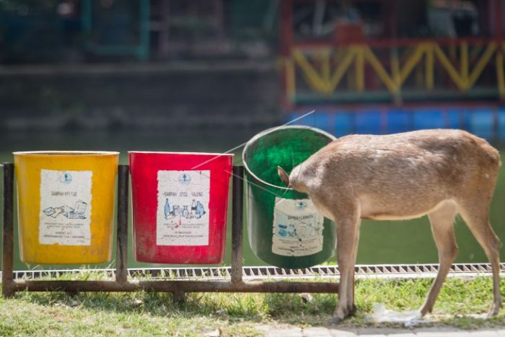 Rusa Taman Balekambang