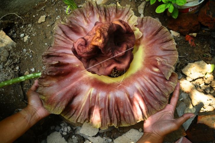 Tanaman suweg (amorphophallus paeoniifolius)