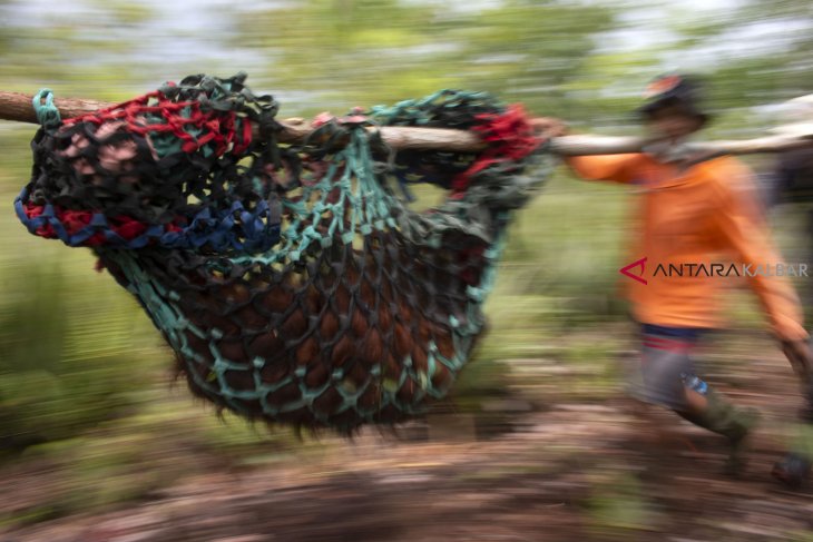 Evakuasi dan Translokasi Orangutan di Ketapang