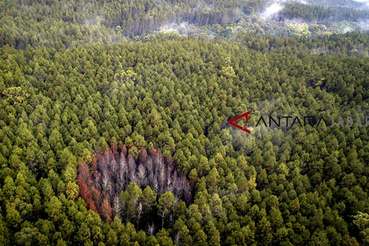 Hutan lindung Jawa Barat