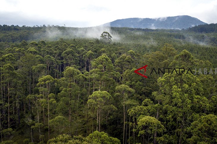 Hutan lindung Jawa Barat
