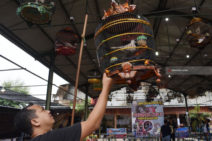 Seni Suara Burung Puter Pelung