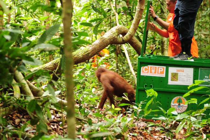 Pelepasliaran Dua Orangutan di Hutan Lindung Kaltim