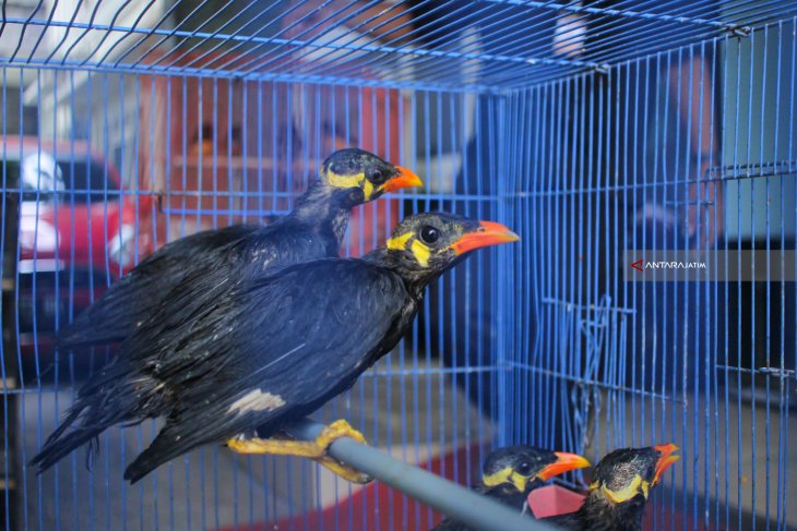 Penyelundupan Burung Dari Kalimantan