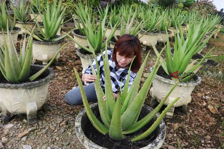 Produk Lidah Buaya Pontianak