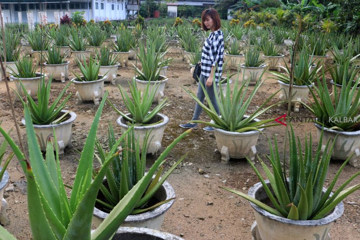 Produk Lidah Buaya Pontianak