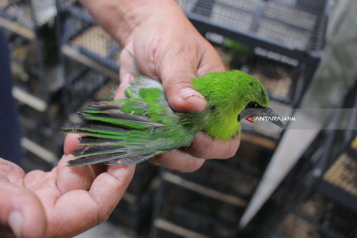 BBKP Surabaya Gagalkan Penyelundupan Ratusan Burung