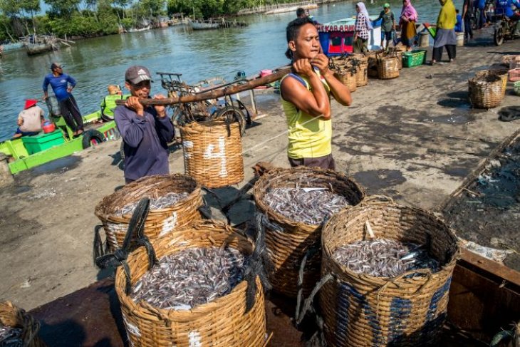 Harga ikan teri naik