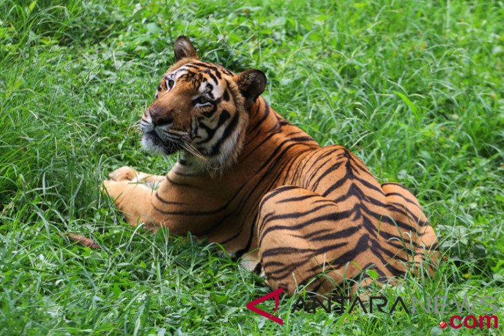 Empat anak Harimau  Sumatera  diperkenalkan di Kebun 