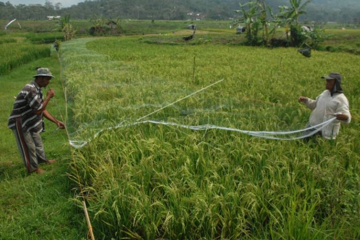 Memasang jaring di persawahan