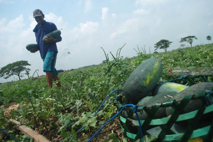 Harga Semangka Turun