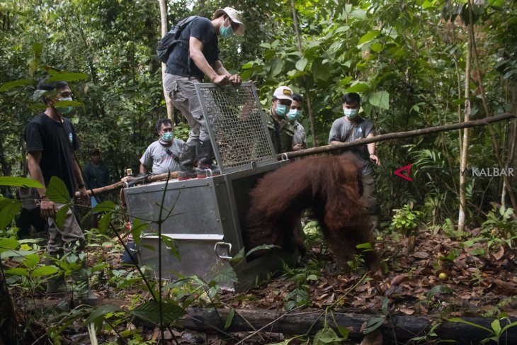 Evakuasi dan Translokasi Orangutan di Ketapang