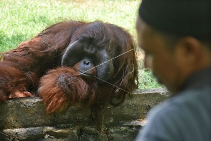 Penataan kebun binatang