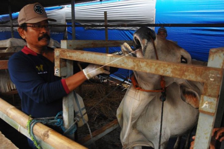 Pemeriksaan dan pengobatan sapi