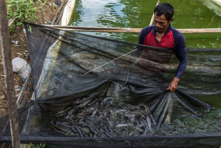 Budi daya ikan lele