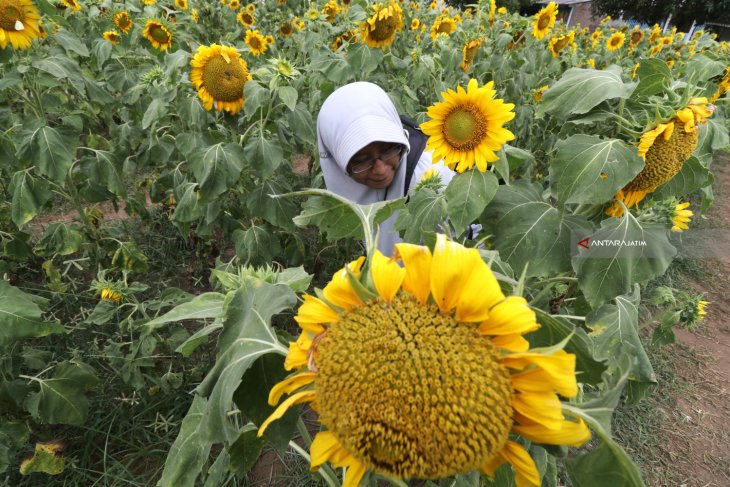 Agro Wisata Bunga Matahari