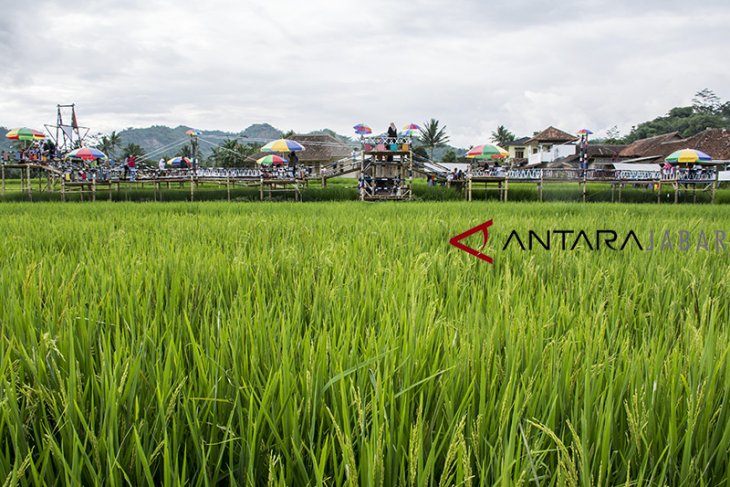 Agro wisata minapadi sawah lega 