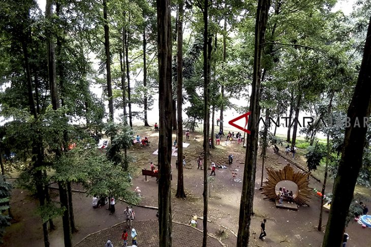 Ekowisata hutan Cifor 