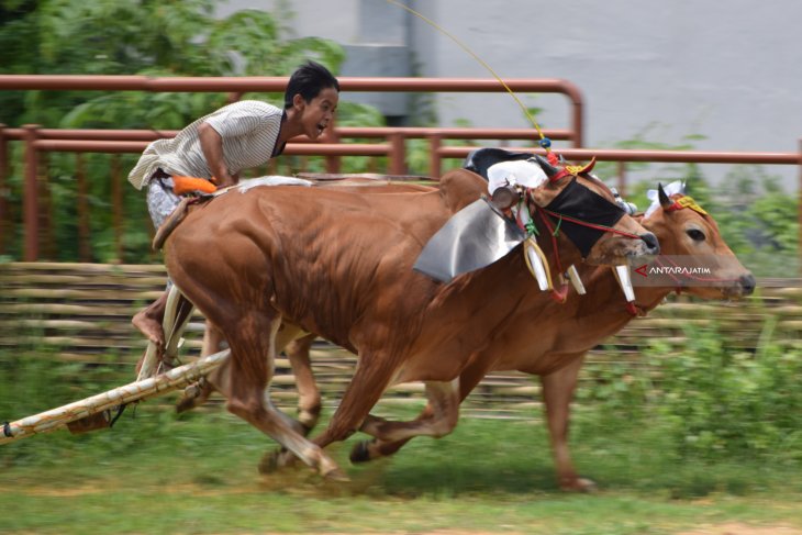 Pengenalan Budaya Madura