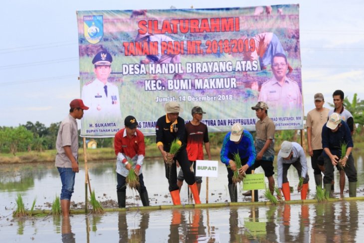 Tanam padi di Handil Birayang