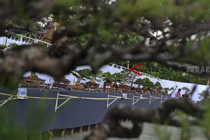 Pameran dan kontes Bonsai 