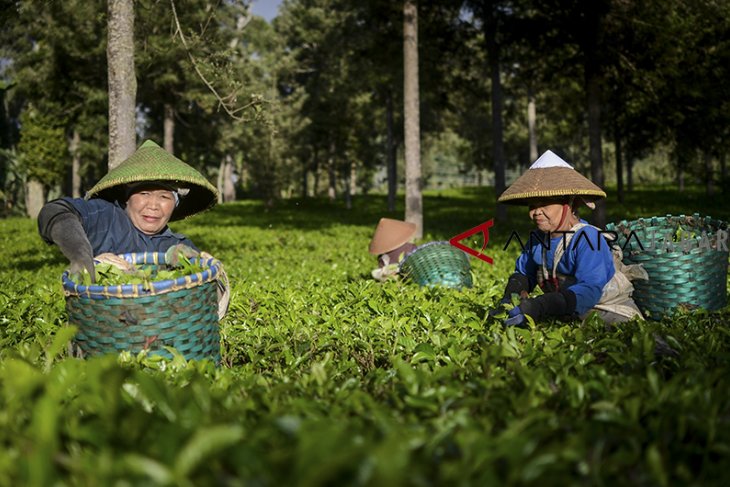 Peningkatan produksi teh 