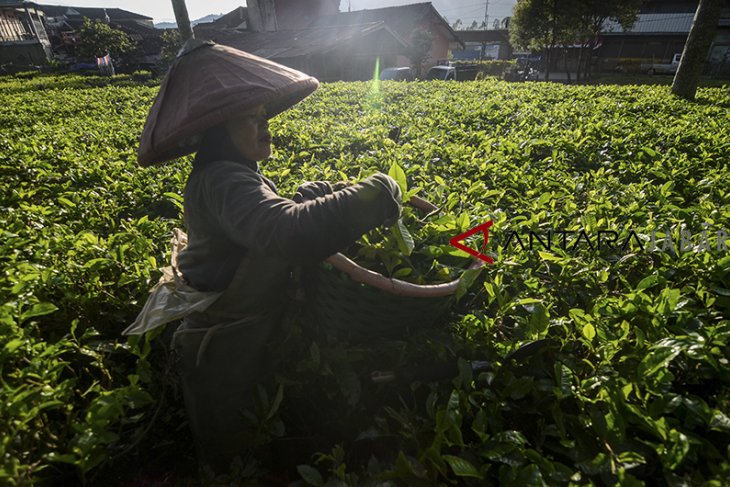 Peningkatan produksi teh 