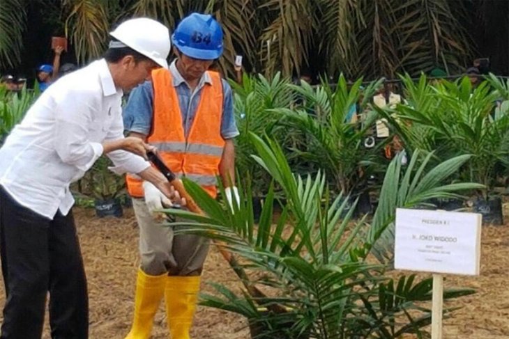 Janji Presiden Jokowi Untuk Mengatasi Persoalan Kelapa Sawit