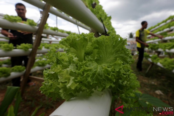 Banjar women trained to plant vegetables hydroponically