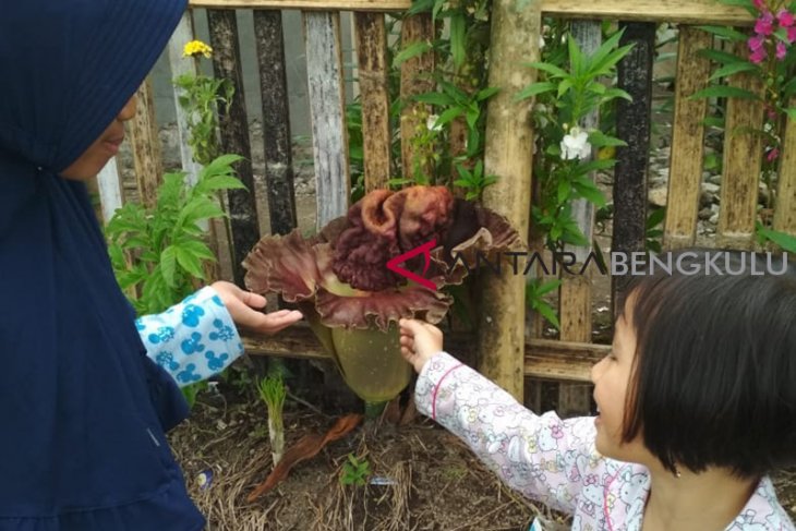 Bunga bangkai mungil mekar di areal persawahan