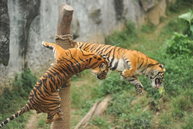 Harimau Sumatera di taman margasatwa Bukitinggi