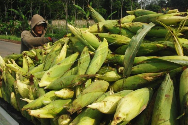 Panen jagung