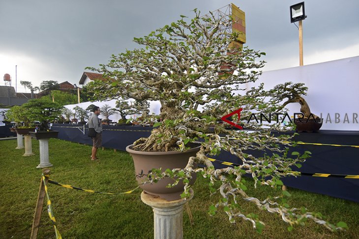 Pameran dan kontes Bonsai 