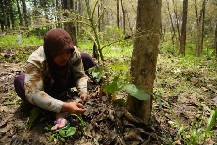 Musim kepompong pohon jati