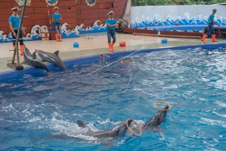 Wisata Batang Dolphins Center