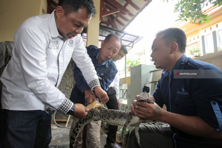 Evakuasi Hewan Dilindungi Blitar