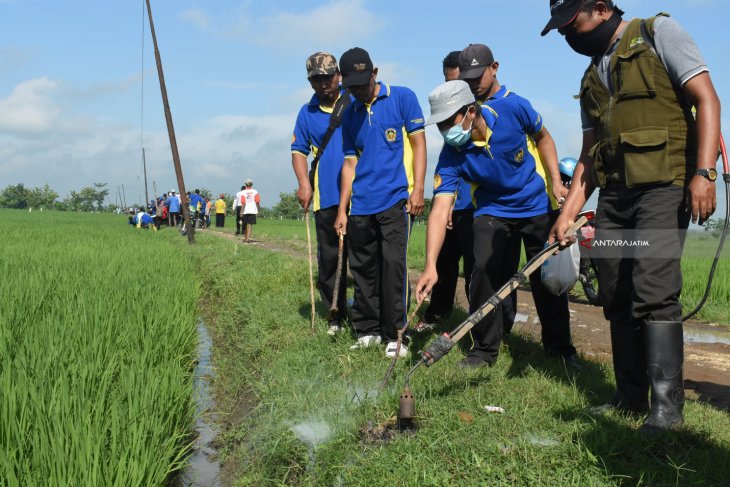 Petani Basmi Hama Tikus