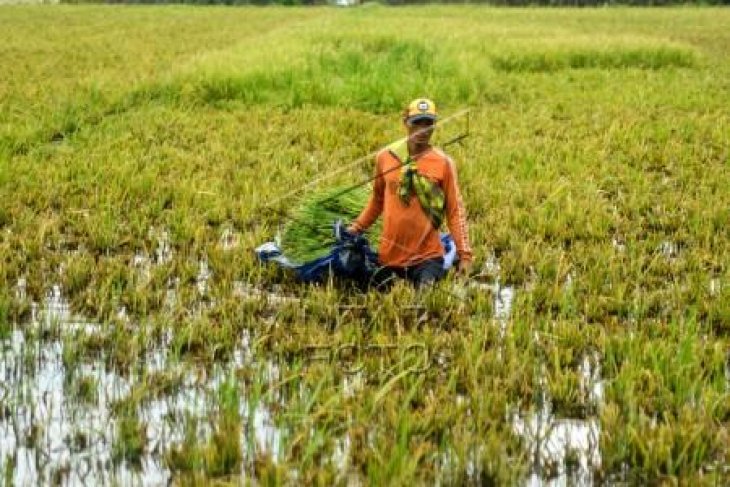 Panen Awal Akibat banjir