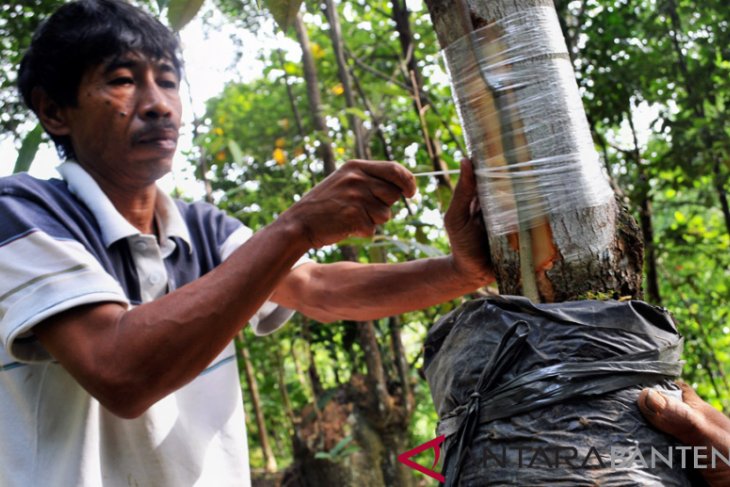 PERBAIKI KUALITAS DURIAN LOKAL