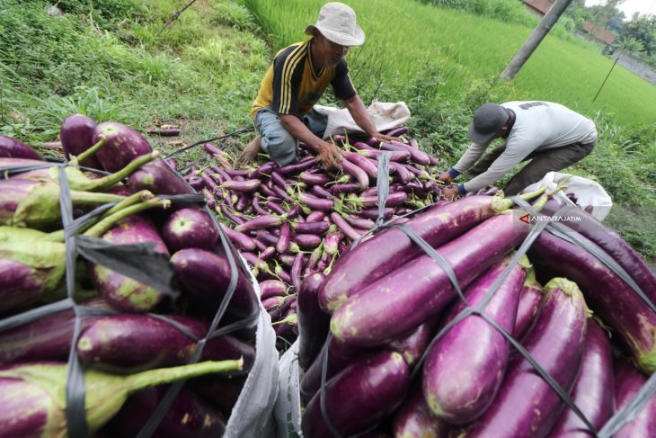 Petani Pertahankan Harga Jual Terong