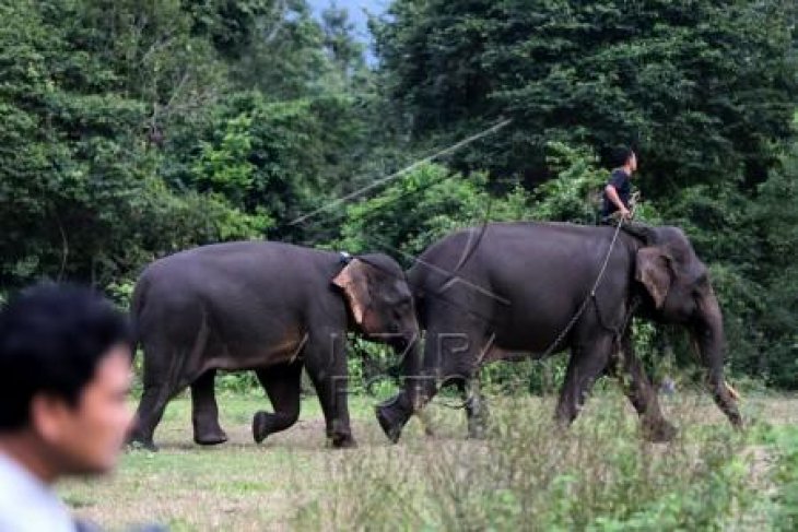 PLG Sare Amankan Gajah Liar