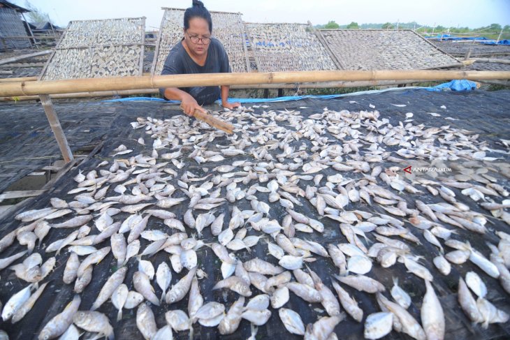 Produksi Ikan Kering Madura