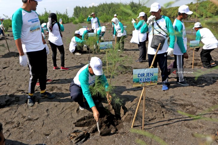 Tanam Pohon Cemara di Pantai