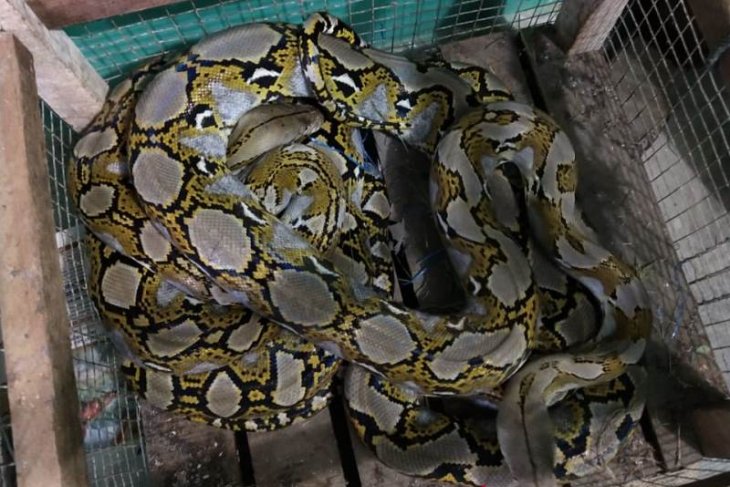 KSDA Lhokseumawe terima ular sanca batik dari PT PAG
