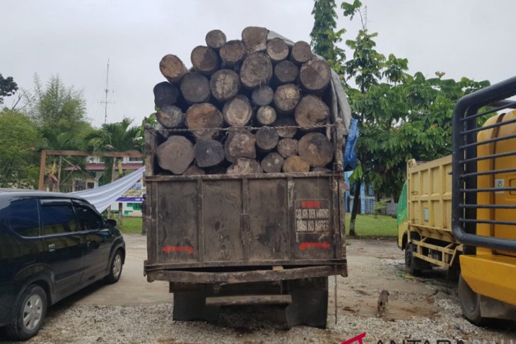 BBKSDA Riau ringkus pemodal dan pembalakan liar di Pelalawan